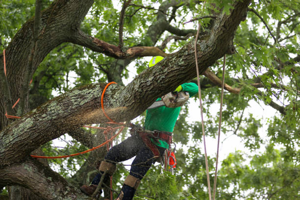 Best Weed Control  in Dickinson, TX